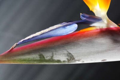 Papier peint  strelitzia, Gran Canaria, Espagne