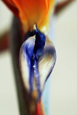 Papier peint  strelitzia, Gran Canaria, Espagne