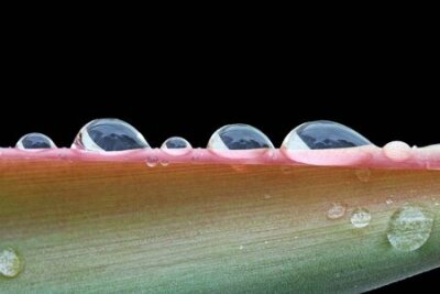 Papier peint  strelitzia, Gran Canaria, Espagne