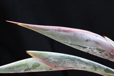 Papier peint  strelitzia, Gran Canaria, Espagne