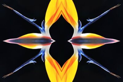 Papier peint  strelitzia, Gran Canaria, Espagne