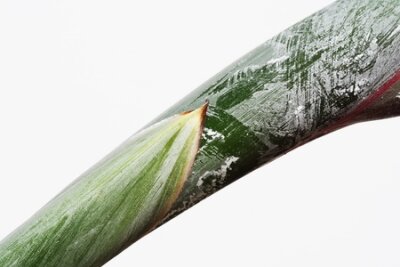 Papier peint  strelitzia, Gran Canaria, Espagne