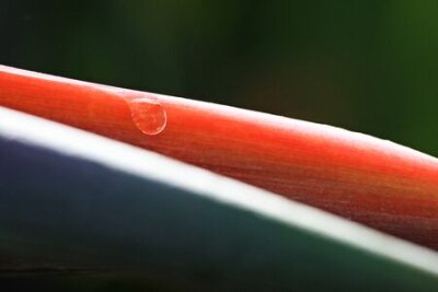 Papier peint  strelitzia, Gran Canaria, Espagne