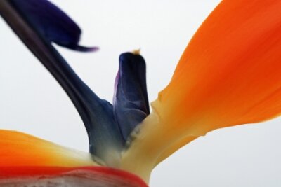 Papier peint  strelitzia, Gran Canaria, Espagne