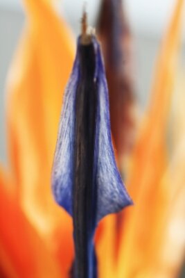 Papier peint  strelitzia, Gran Canaria, Espagne