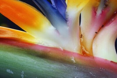 Papier peint  strelitzia, Gran Canaria, Espagne