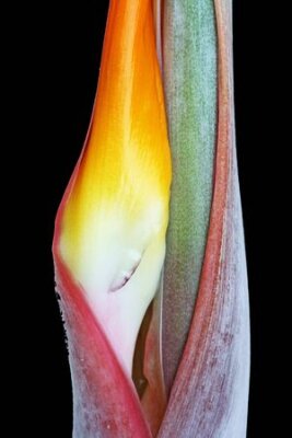 Papier peint  strelitzia, Gran Canaria, Espagne