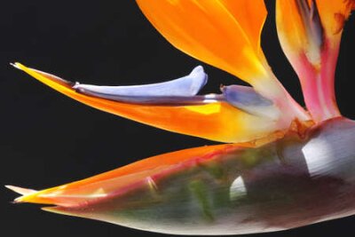Papier peint  strelitzia, Gran Canaria, Espagne