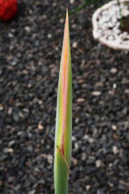 Papier peint  strelitzia, Gran Canaria, Espagne