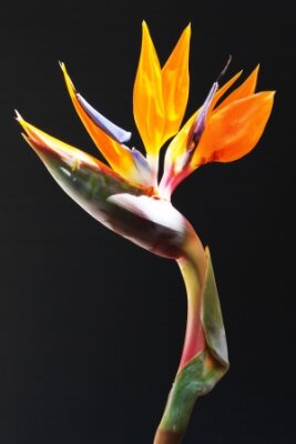 Papier peint  strelitzia, Gran Canaria, Espagne