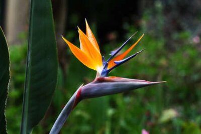 Papier peint  strelitzia, Gran Canaria, Espagne