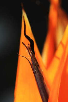 Papier peint  strelitzia, Gran Canaria, Espagne