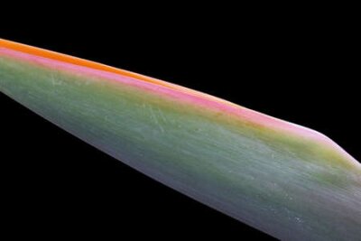 Papier peint  strelitzia, Gran Canaria, Espagne