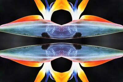 Papier peint  strelitzia, Gran Canaria, Espagne