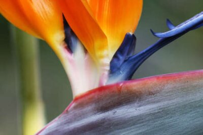 Papier peint  strelitzia, Gran Canaria, Espagne
