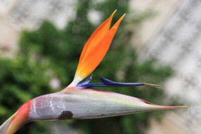 Papier peint  Strelitzia, Gran Canaria, Espagne