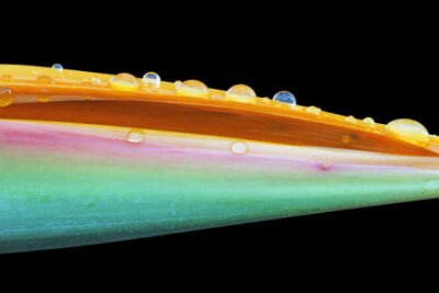 Papier peint  Strelitzia, Gran Canaria, Espagne