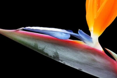 Papier peint  Strelitzia, Gran Canaria, Espagne