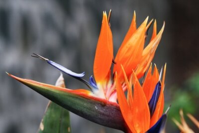 Papier peint  Strelitzia, Gran Canaria, Espagne