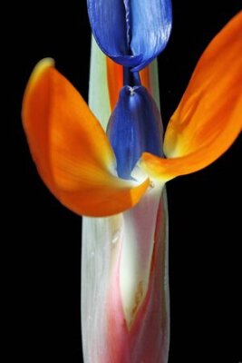 Papier peint  Strelitzia, Gran Canaria, Espagne