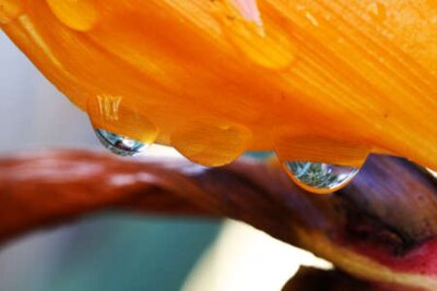 Papier peint  Strelitzia, Gran Canaria, Espagne