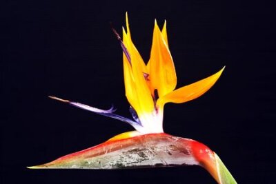 Papier peint  Strelitzia, Gran Canaria, Espagne