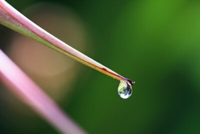 Papier peint  Strelitzia, Gran Canaria, Espagne
