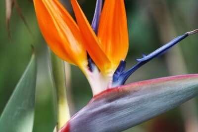 Papier peint  Strelitzia, Gran Canaria, Espagne