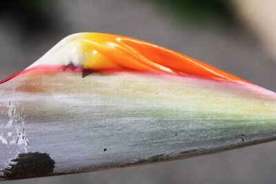 Papier peint  Strelitzia, Gran Canaria, Espagne