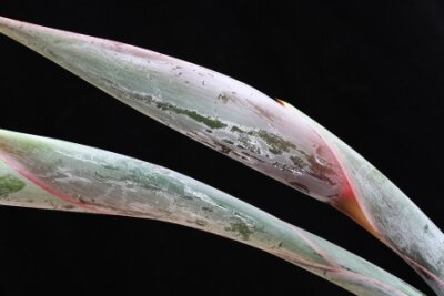 Papier peint  Strelitzia, Gran Canaria, Espagne