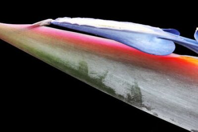 Papier peint  Strelitzia, Gran Canaria, Espagne