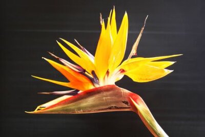 Papier peint  Strelitzia, Gran Canaria, Espagne