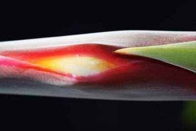 Papier peint  Strelitzia, Gran Canaria, Espagne