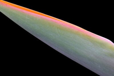 Papier peint  Strelitzia, Gran Canaria, Espagne