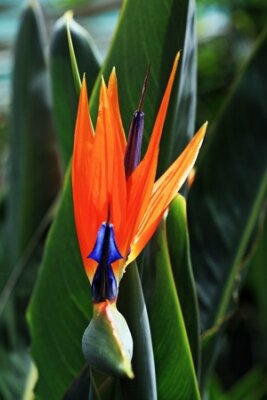 Papier peint  Strelitzia, Gran Canaria, Espagne