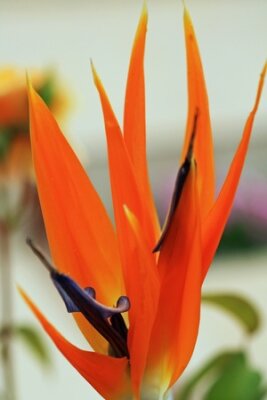 Papier peint  Strelitzia, Gran Canaria, Espagne