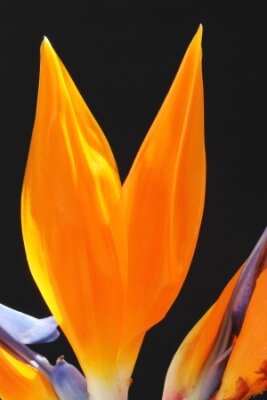 Papier peint  Strelitzia, Gran Canaria, Espagne