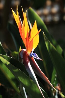Papier peint  Strelitzia, Gran Canaria, Espagne