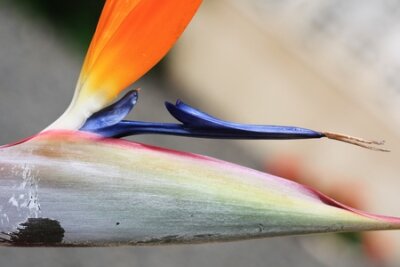 Papier peint  Strelitzia, Gran Canaria, Espagne