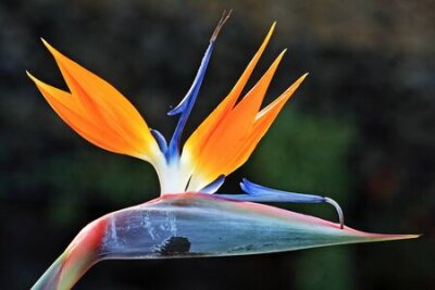 Papier peint  Strelitzia, Gran Canaria, Espagne