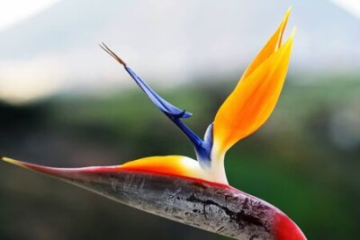 Papier peint  Strelitzia, Gran Canaria, Espagne