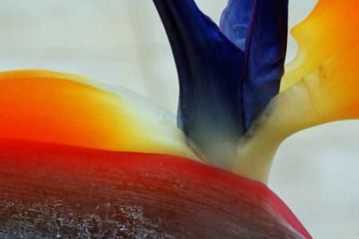 Papier peint  Strelitzia, Gran Canaria, Espagne