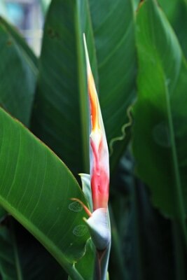 Papier peint  Strelitzia, Gran Canaria, Espagne