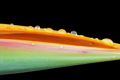 Papier peint  Strelitzia, Gran Canaria, Espagne