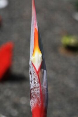 Papier peint  Strelitzia, Gran Canaria, Espagne