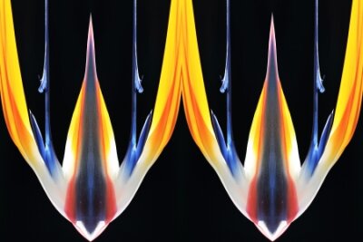 Papier peint  Strelitzia, Gran Canaria, Espagne