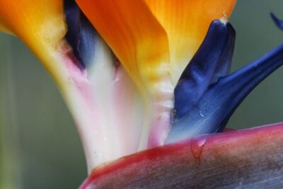 Papier peint  Strelitzia, Gran Canaria, Espagne