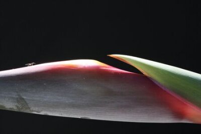 Papier peint  Strelitzia, Gran Canaria, Espagne