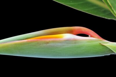 Papier peint  Strelitzia, Gran Canaria, Espagne