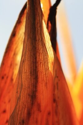 Papier peint  Strelitzia, Gran Canaria, Espagne